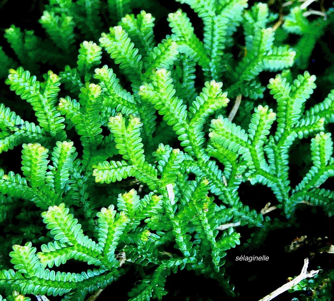 ??? Selaginella viridula.( Selaginella salaziana ) sellaginellaceae.endémique Réunion Maurice. ou  Selaginella obtusa.petite patte de lézard.selaginellaceae.indigène Réunion. (1).jpeg