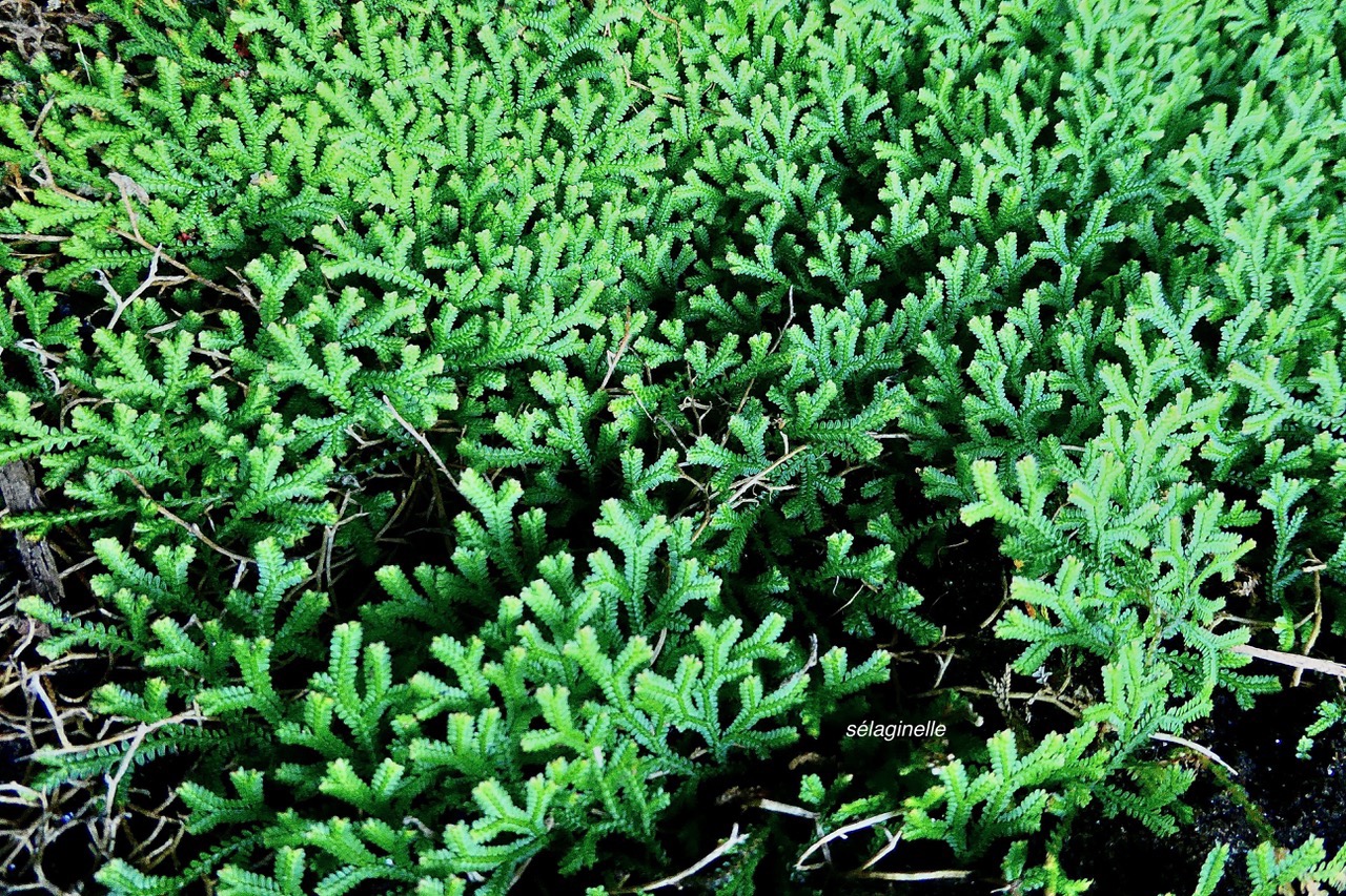 ??? Selaginella viridula.( Selaginella salaziana ) sellaginellaceae.endémique Réunion Maurice. ou  Selaginella obtusa.petite patte de lézard.selaginellaceae.indigène Réunion. (2).jpeg