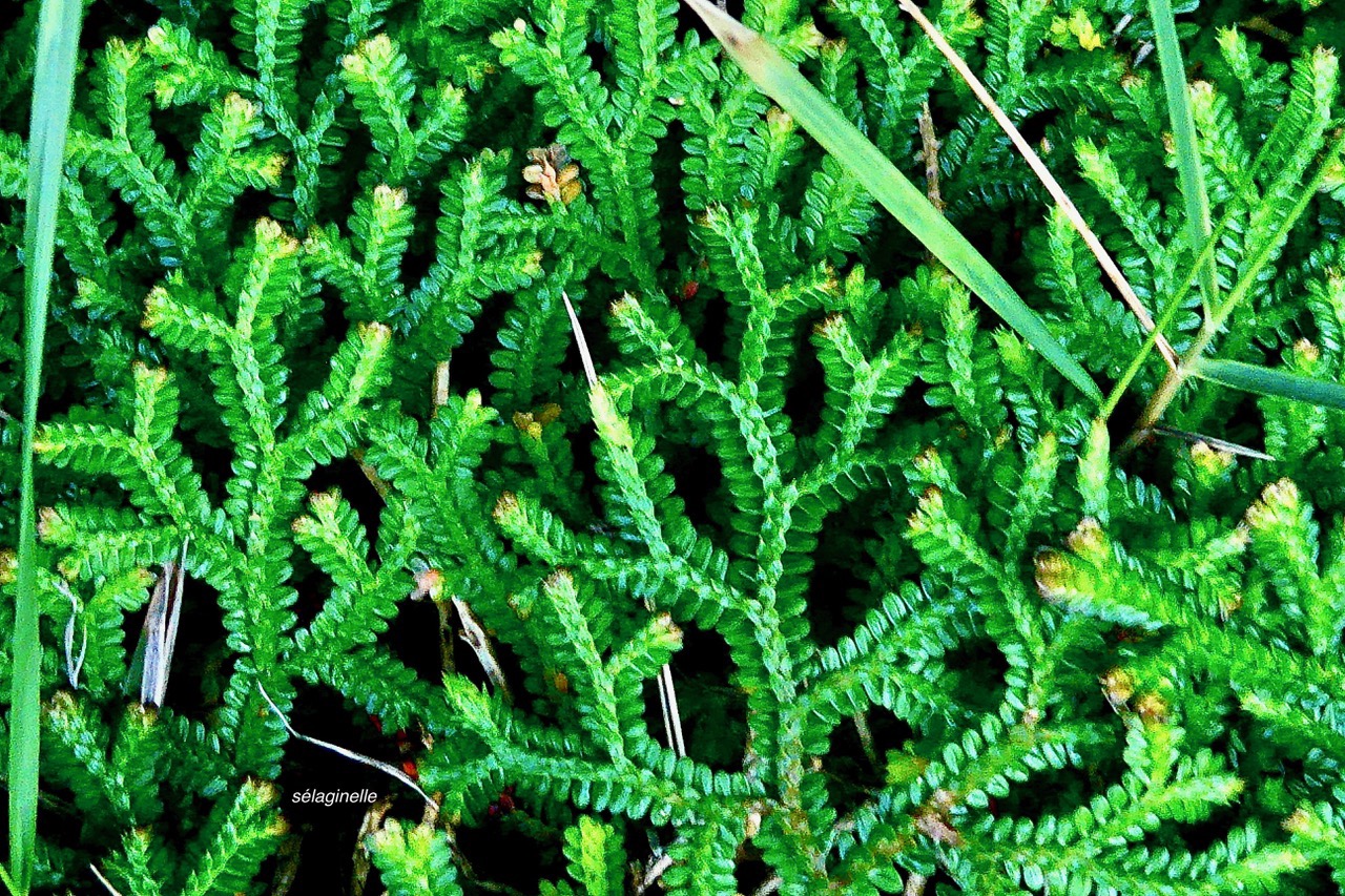 ??? Selaginella viridula.( Selaginella salaziana ) sellaginellaceae.endémique Réunion Maurice. ou  Selaginella obtusa.petite patte de lézard.selaginellaceae.indigène Réunion..jpeg