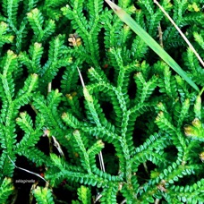 ??? Selaginella viridula.( Selaginella salaziana ) sellaginellaceae.endémique Réunion Maurice. ou  Selaginella obtusa.petite patte de lézard.selaginellaceae.indigène Réunion..jpeg