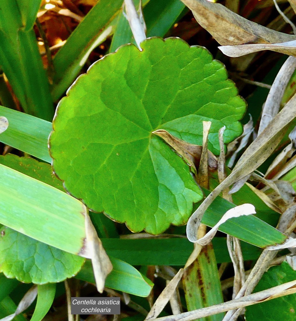 Centella asiatica.cochléaria.apiaceae.indigène Réunion? (1).jpeg