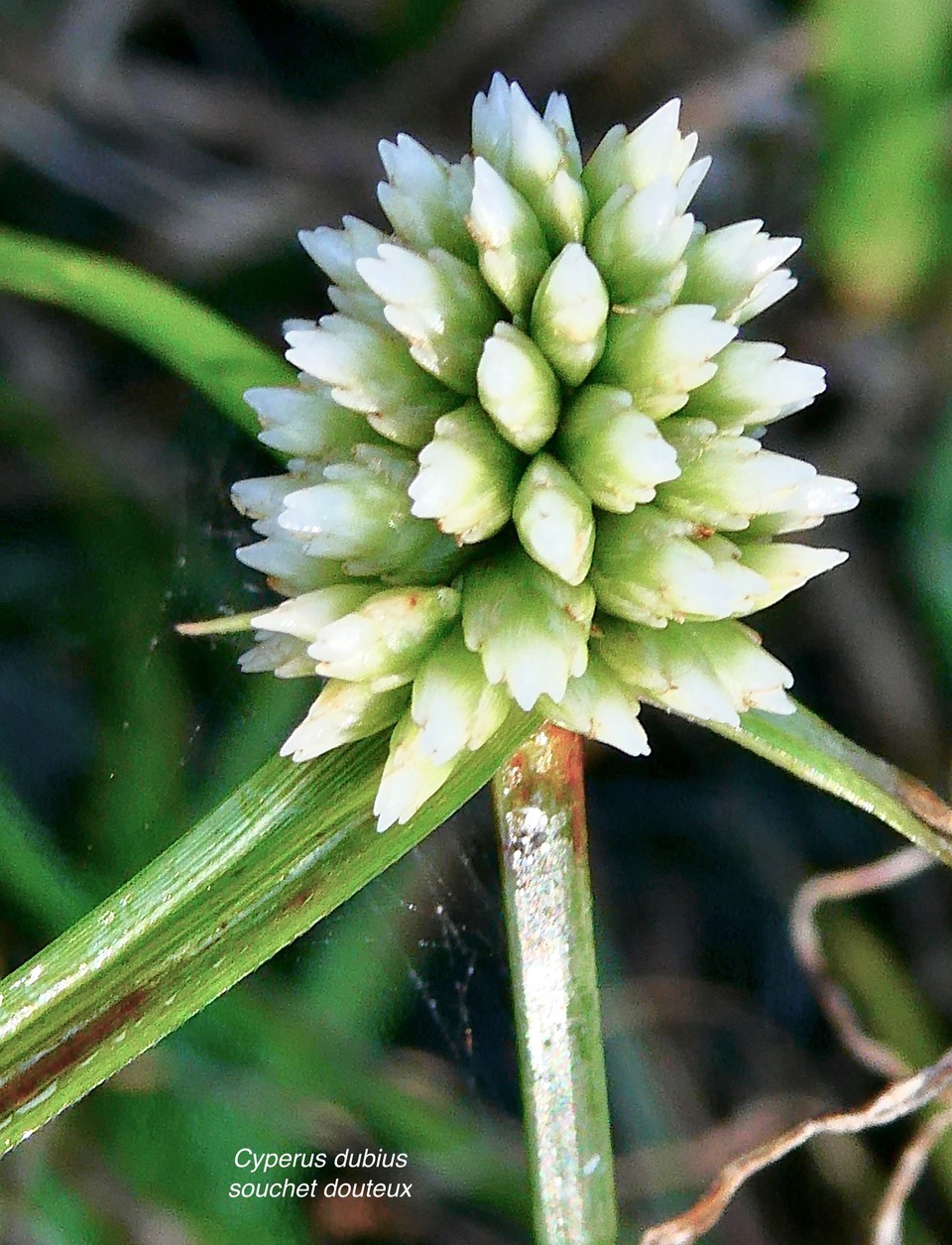 Cyperus dubius.souchet douteux.cyperaceae. (1).jpeg