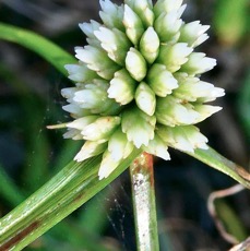 Cyperus dubius.souchet douteux.cyperaceae. (1).jpeg