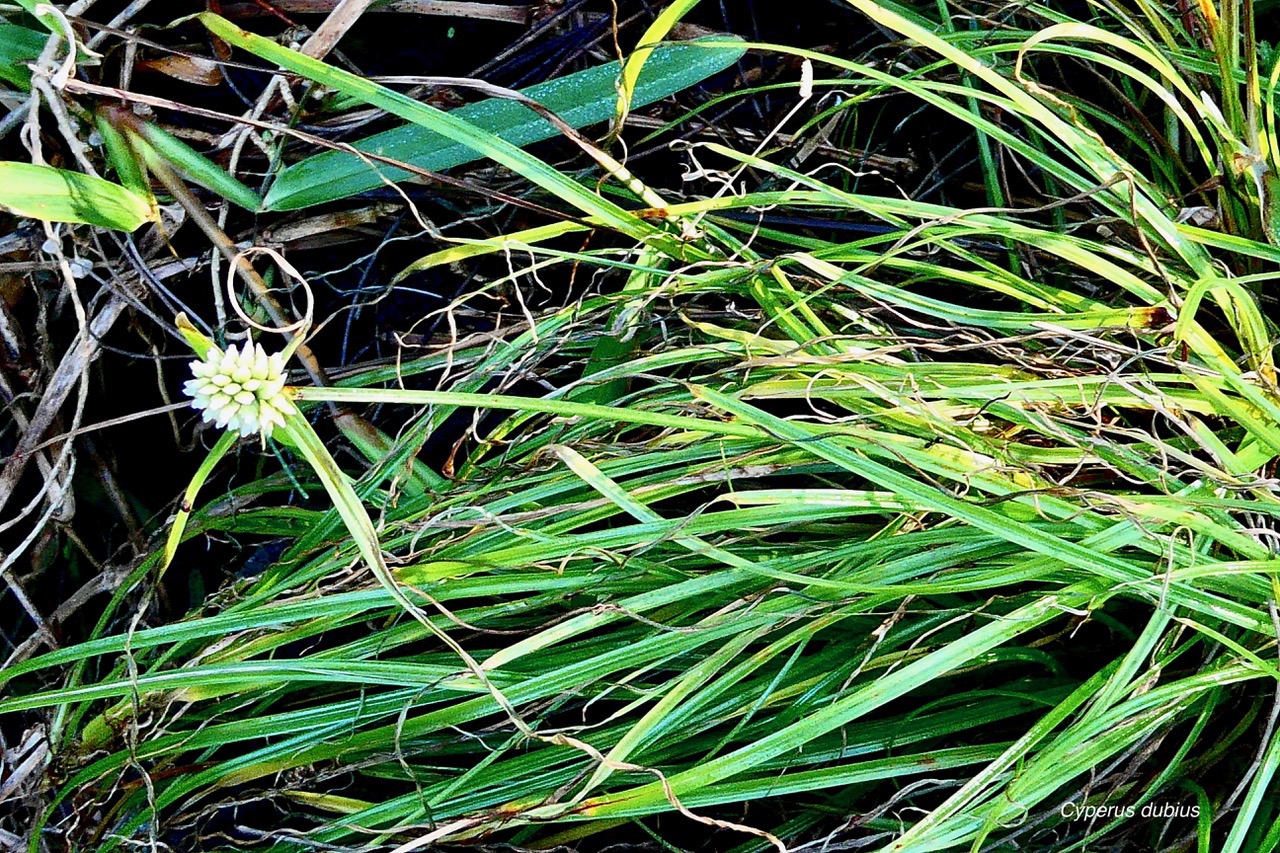 Cyperus dubius.souchet douteux.cyperaceae.-1.jpeg