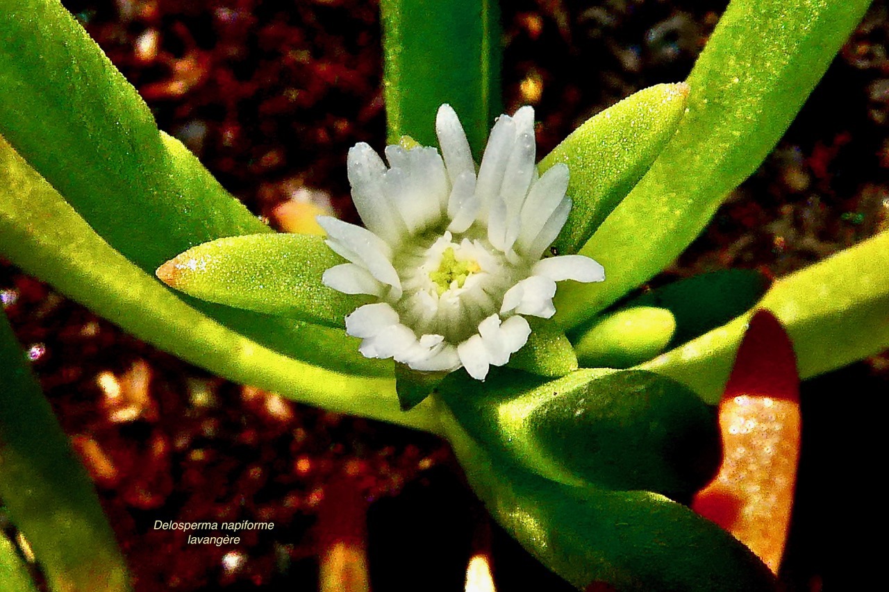 Delosperma napiforme.lavangère.( fleur )aizoaceae.endémique Réunion..jpeg