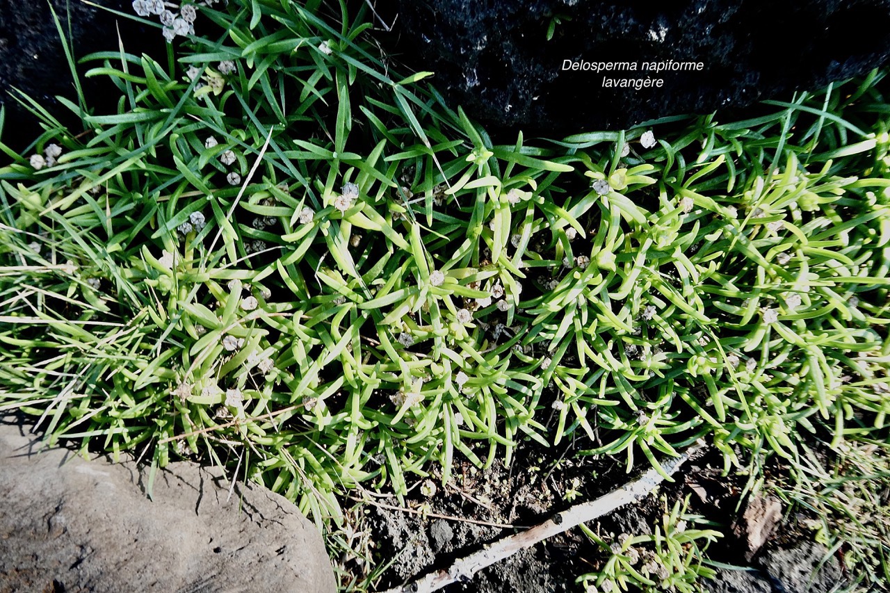 Delosperma napiforme.lavangère.aizoaceae.endémique Réunion. (1).jpeg