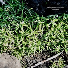 Delosperma napiforme.lavangère.aizoaceae.endémique Réunion. (1).jpeg