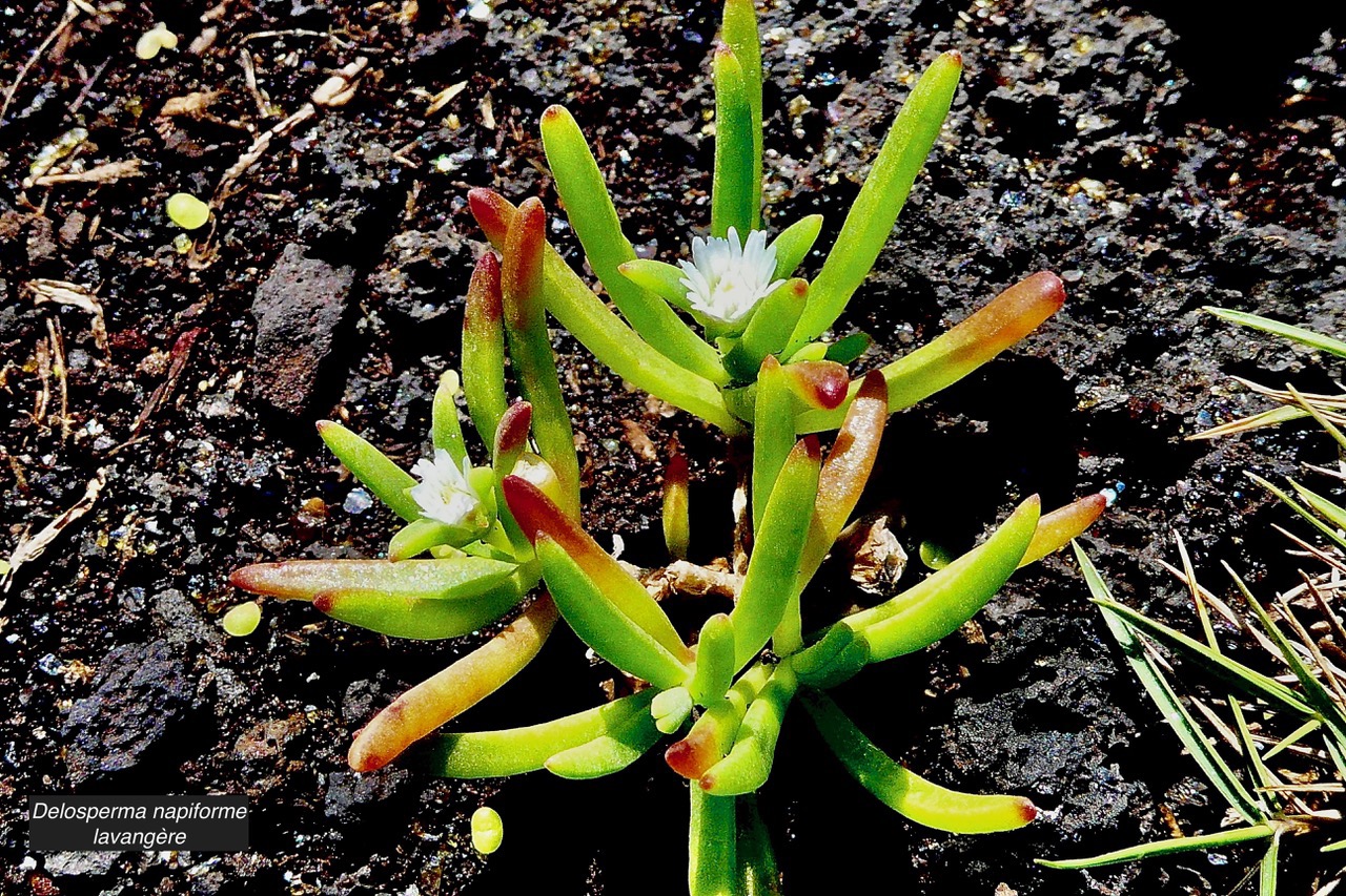 Delosperma napiforme.lavangère.aizoaceae.endémique Réunion. (2).jpeg