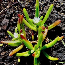 Delosperma napiforme.lavangère.aizoaceae.endémique Réunion. (2).jpeg