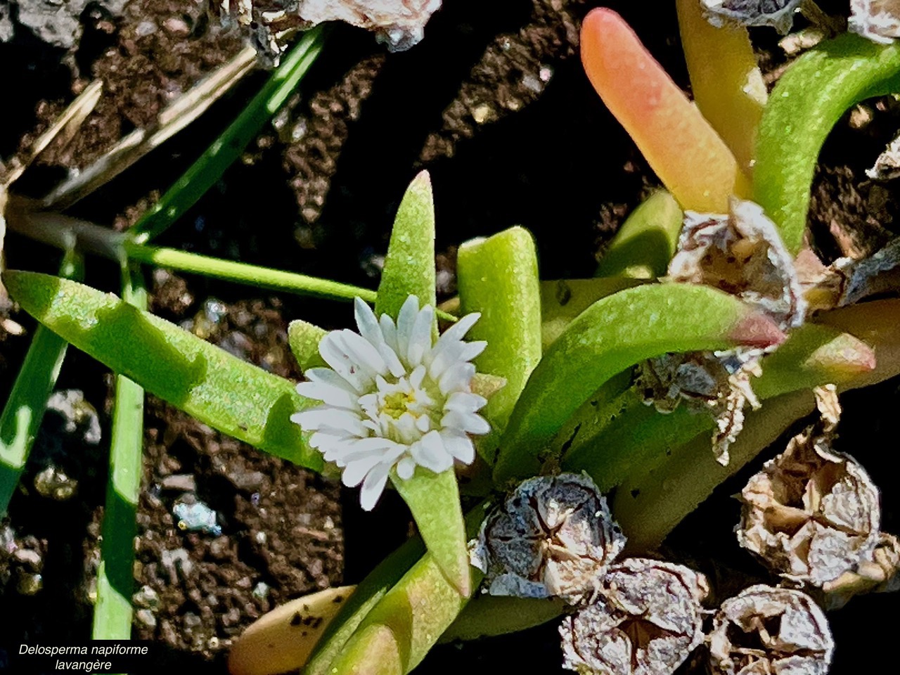 Delosperma napiforme.lavangère.aizoaceae.endémique Réunion. (3).jpeg