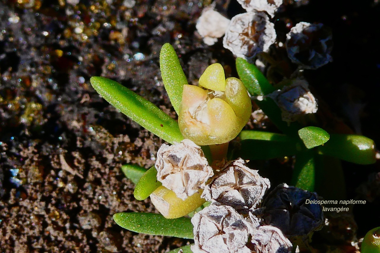 Delosperma napiforme.lavangère.aizoaceae.endémique Réunion..jpeg