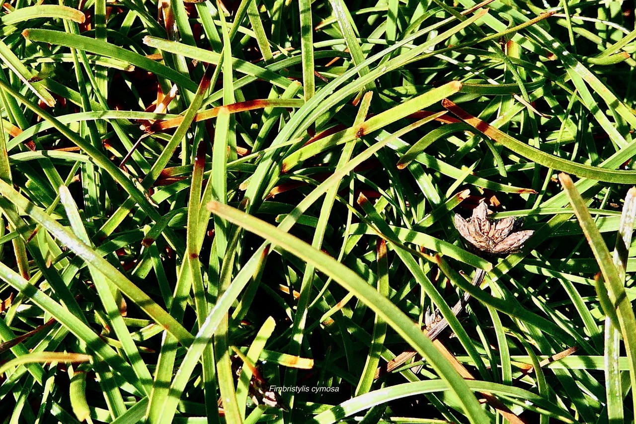 Fimbristylis cymosa.cyperaceae.indigène Réunion. (1).jpeg