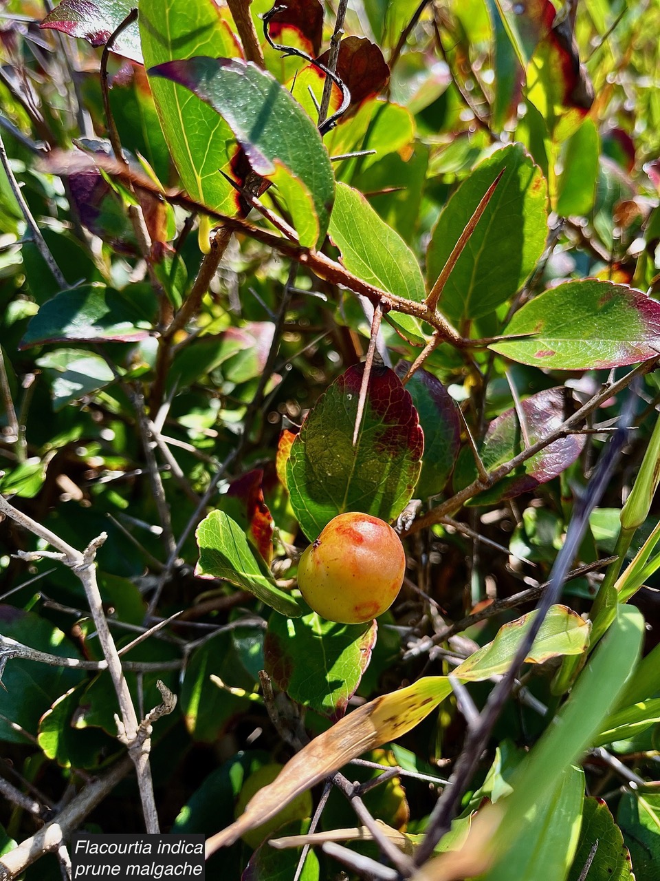 Flacourtia indica.prune malgache.salicaceae.espèce cultivée.très envahissant..jpeg