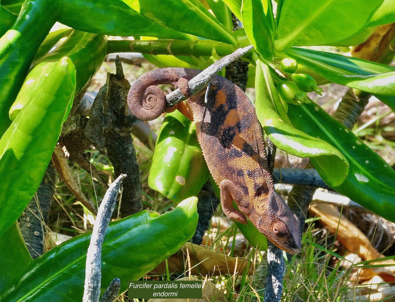 Furcifer pardalis.femelle. caméléon panthère.endormi.chamaeleonidae.jpeg