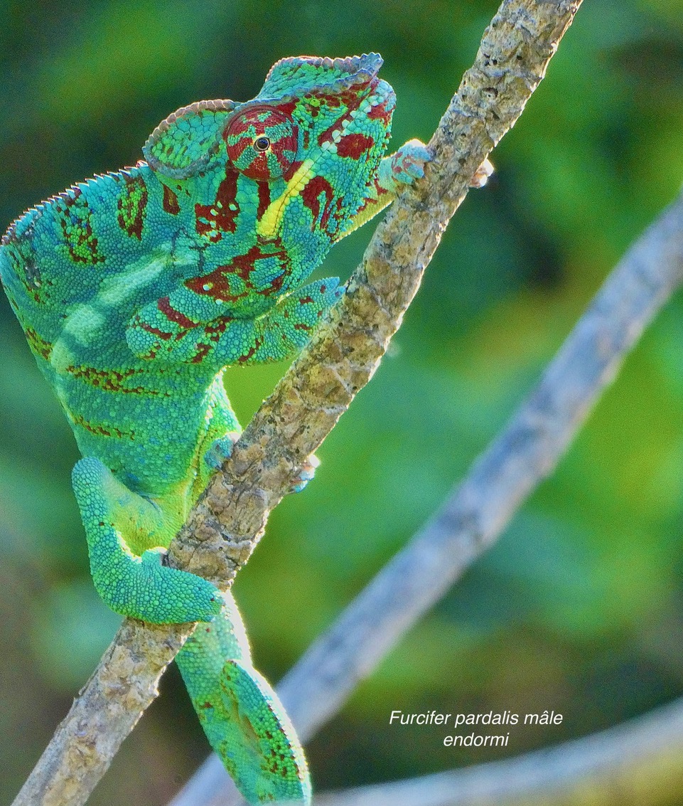 Furcifer pardalis.mâle caméléon panthère.endormi.chamaeleonidae (1).jpeg