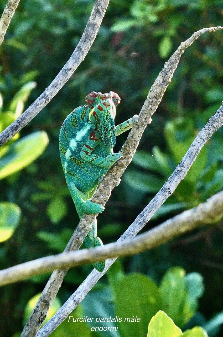 Furcifer pardalis.mâle caméléon panthère.endormi.chamaeleonidae (2).jpeg