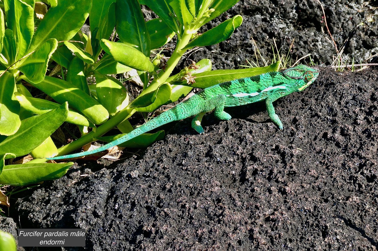 Furcifer pardalis.mâle caméléon panthère.endormi.chamaeleonidae.jpeg