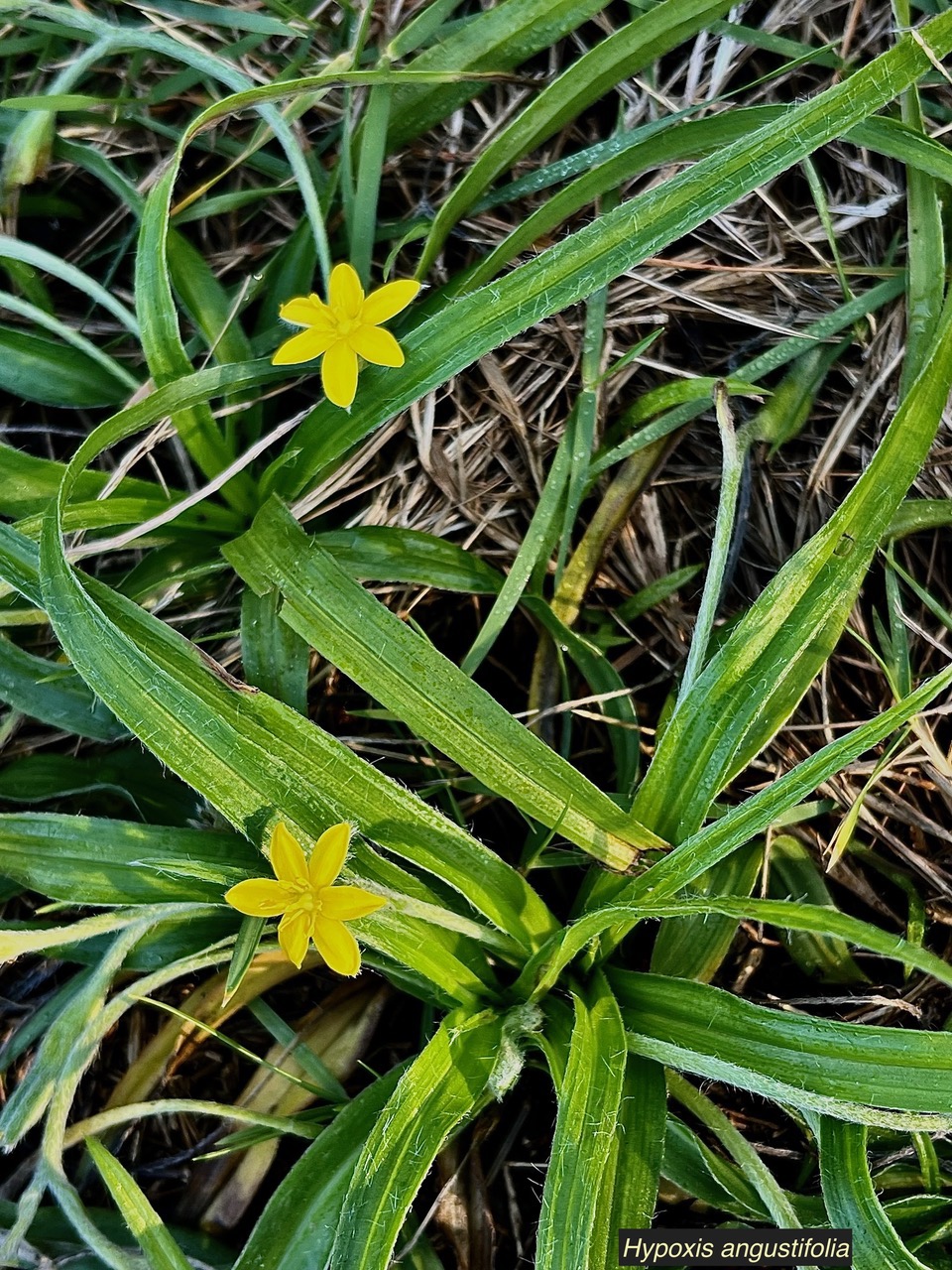 Hypoxis angustifolia .hypoxis à feuilles étroites.hypoxidaceae.indigène Réunion. (1).jpeg