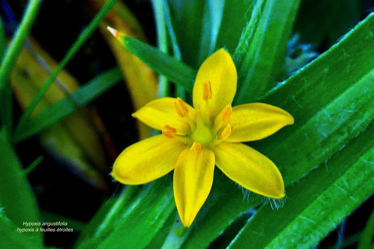 Hypoxis angustifolia .hypoxis à feuilles étroites.hypoxidaceae.indigène Réunion..jpeg