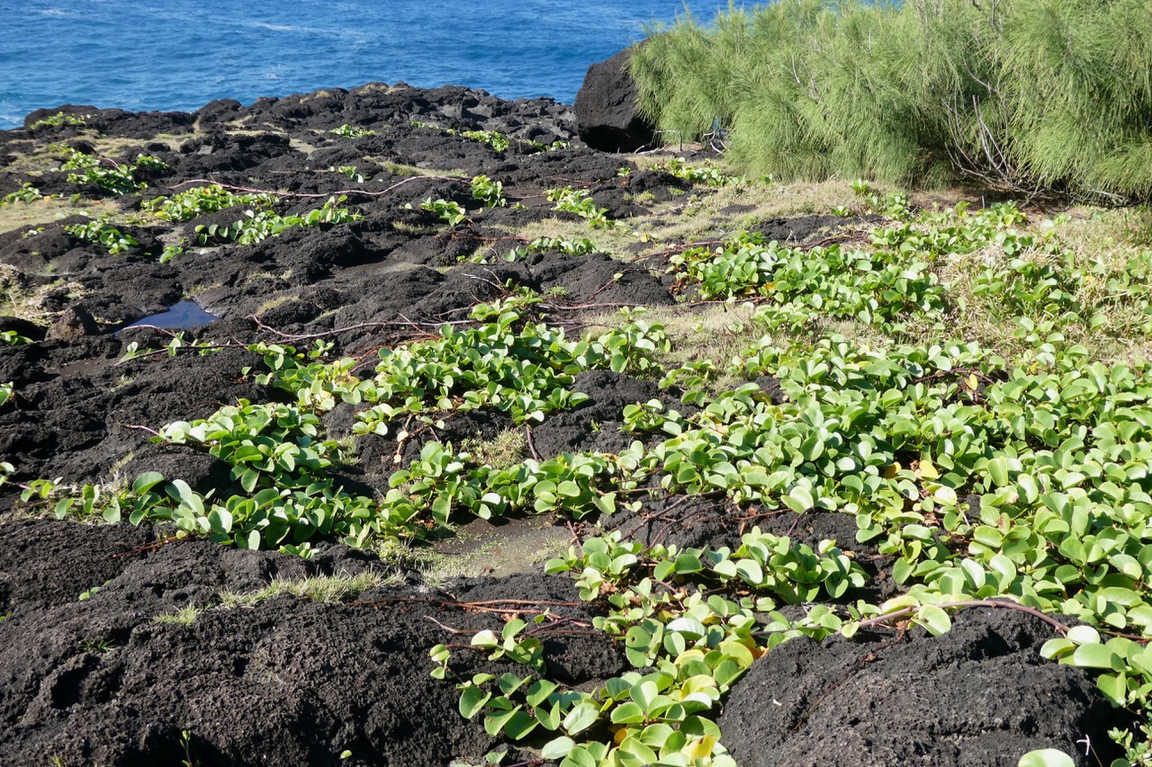 Ipomoea pes-caprae.patate à Durand.convolvulaceae.indigène Réunion. sur le trottoir rocheux en bord de mer..jpeg