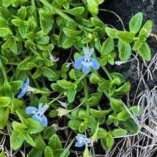 Lobelia serpens Lam.lobélie rampante.campanulaceae.endémique Madagascar Mascareignes. (1).jpeg