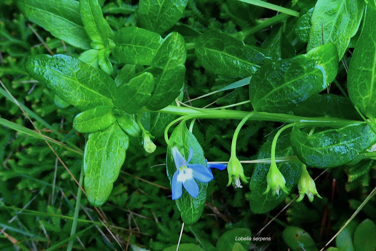 Lobelia serpens Lam.lobélie rampante.campanulaceae.endémique Madagascar Mascareignes. (2).jpeg