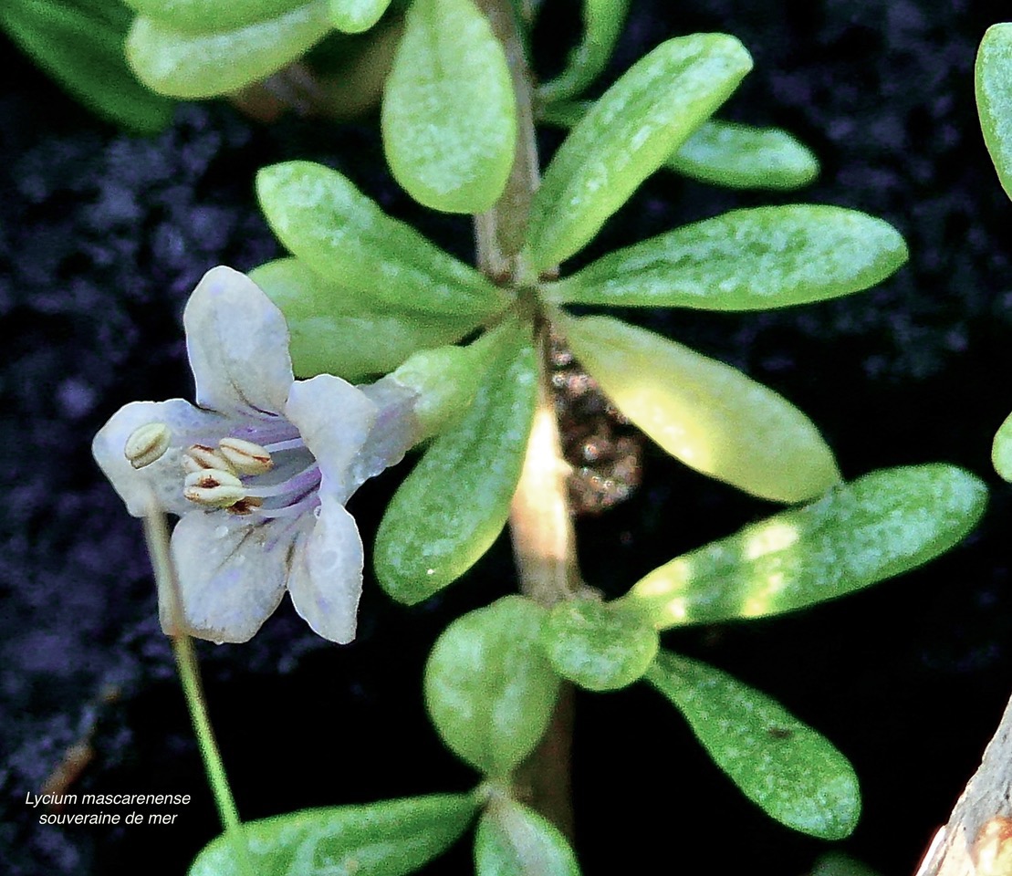 Lycium mascarenense.souveraine de mer.solanaceae.indigène Réunion. (1).jpeg