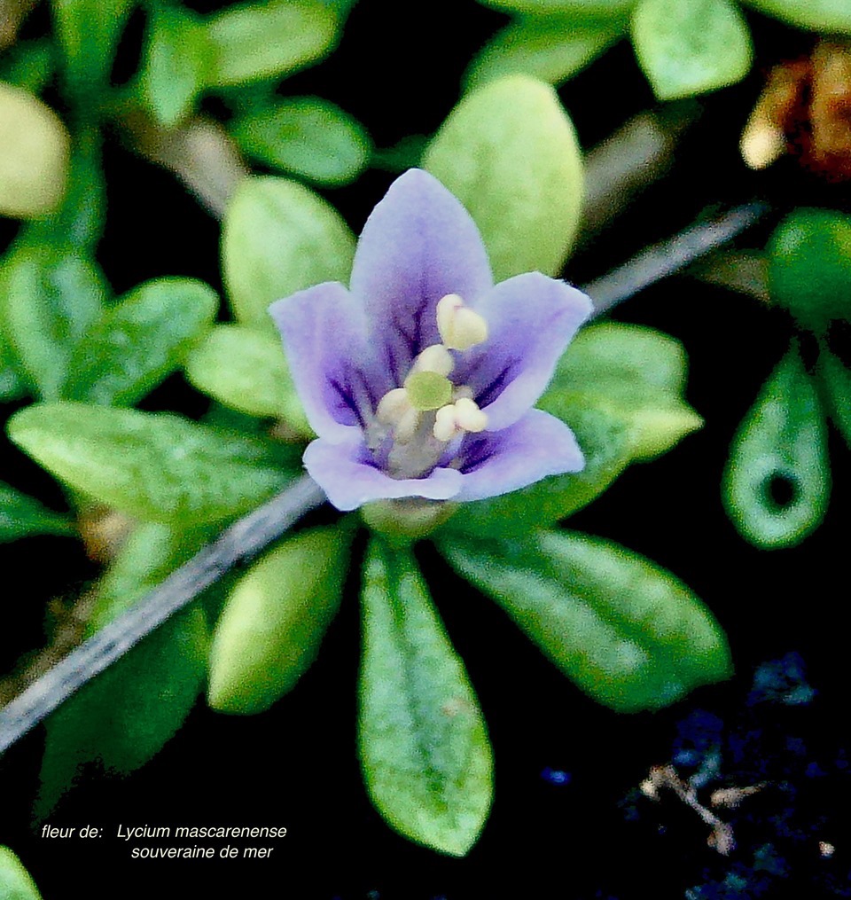 Lycium mascarenense.souveraine de mer.solanaceae.indigène Réunion. (2).jpeg