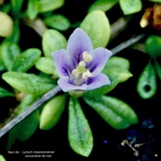 Lycium mascarenense.souveraine de mer.solanaceae.indigène Réunion. (2).jpeg