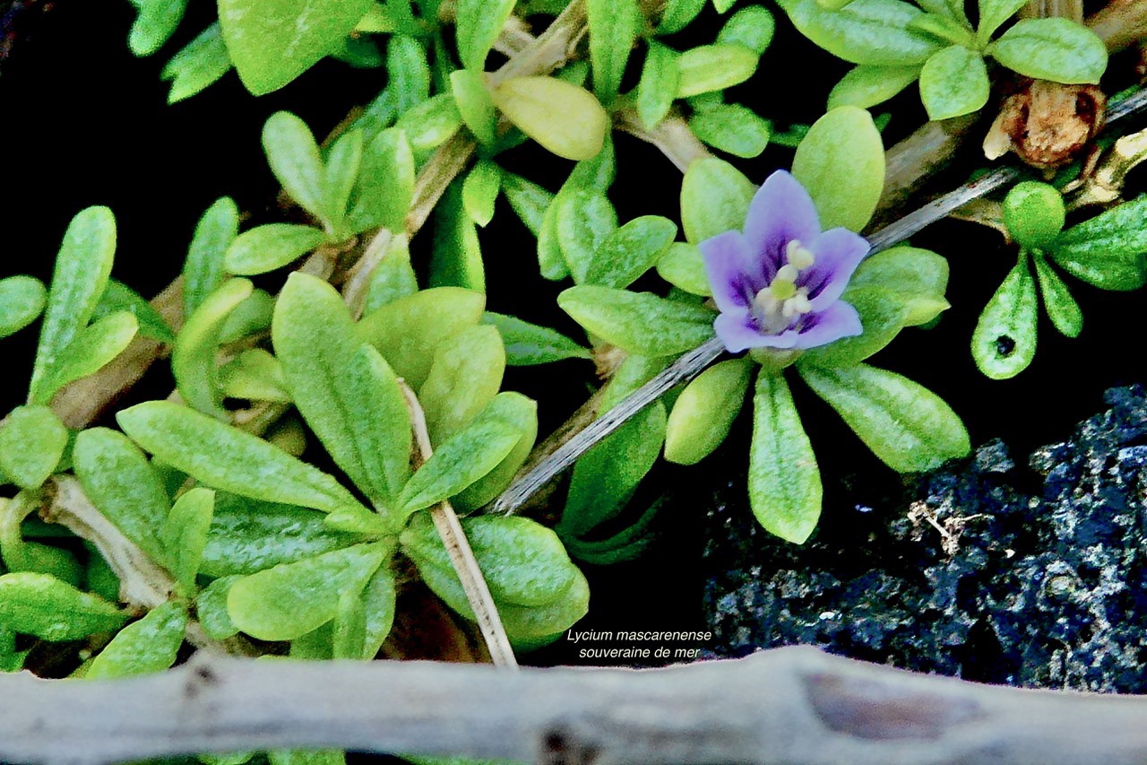 Lycium mascarenense.souveraine de mer.solanaceae.indigène Réunion. (3).jpeg