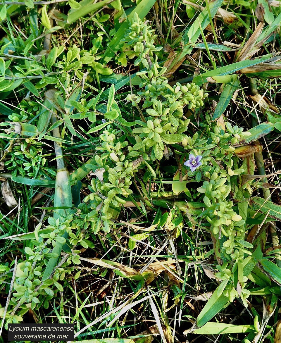 Lycium mascarenense.souveraine de mer.solanaceae.indigène Réunion..jpeg