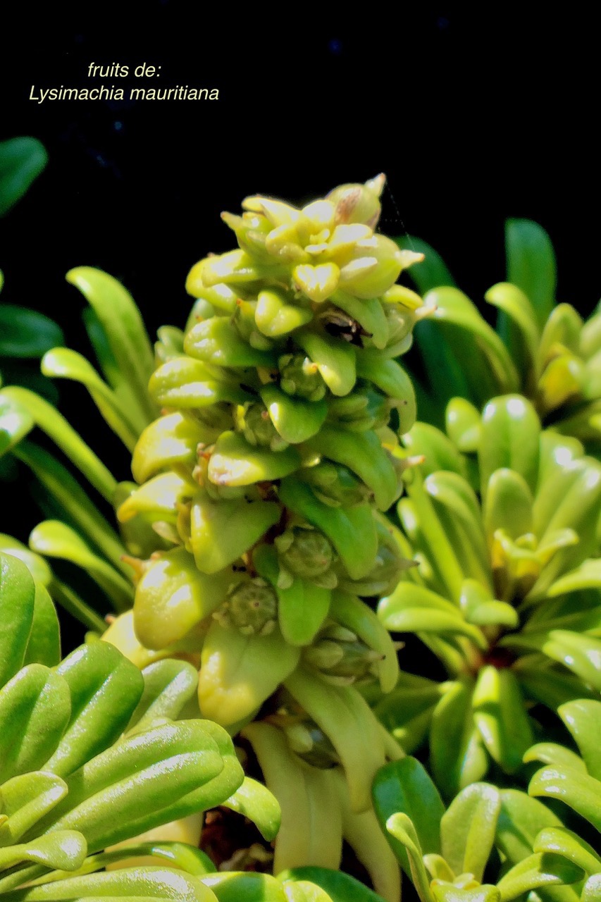 Lysimachia mauritiana. lysimaque de Maurice.primulaceae.indigène Réunion. (1).jpeg