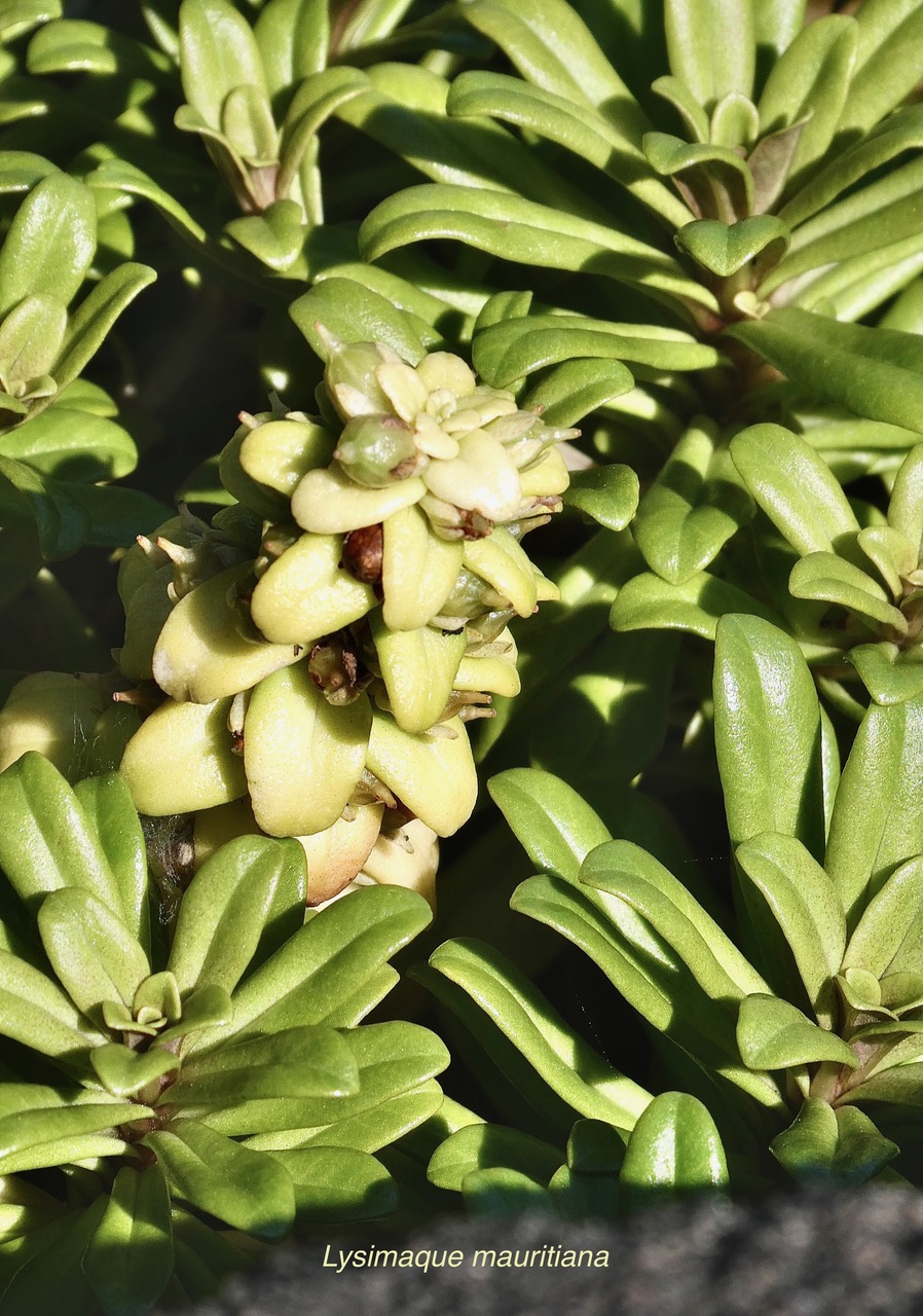 Lysimachia mauritiana. lysimaque de Maurice.primulaceae.indigène Réunion. (2).jpeg