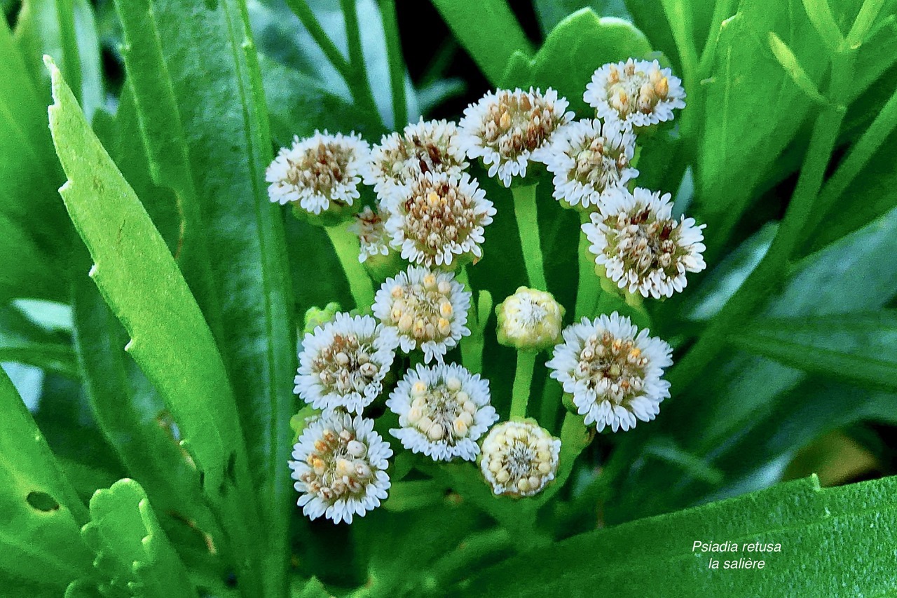 Psiadia retusa. la salière. la saliette. asteraceae. endémique Réunion. (1).jpeg