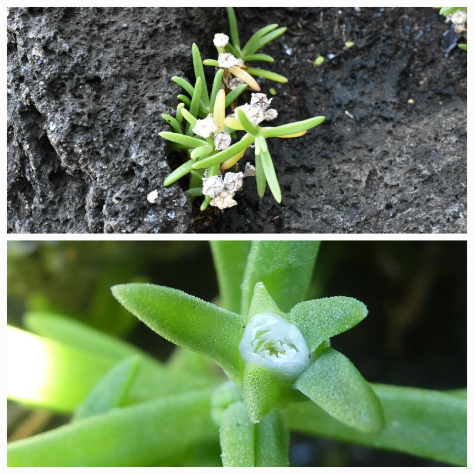 Delosperma napiforme - Lavangere - AIZOACEAE - Endemique Reunion - 20230628_122448.jpg