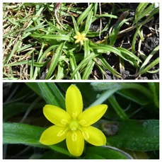 Hypoxis angustifolia - HYPOXIDACEAE - Indigene Reunion - 20230628_122404.jpg