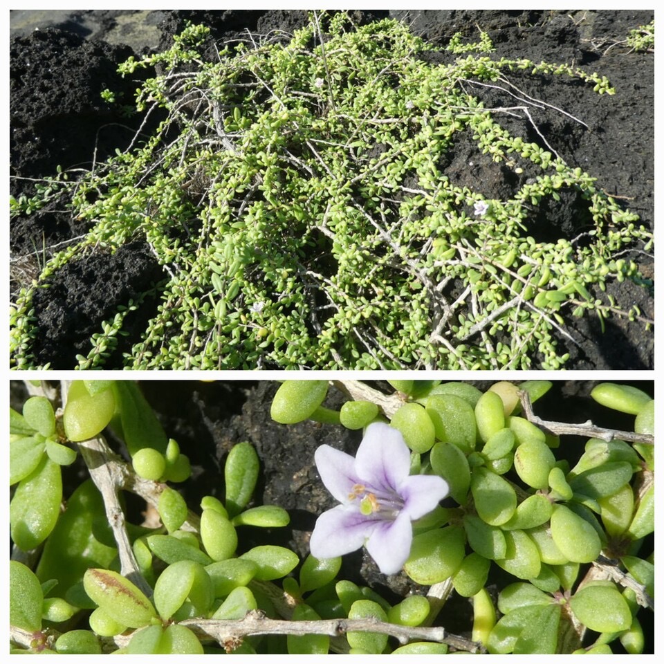 Lycium mascarenense - Souveraine des mers - SOLANACEAE - Indigene Reunion - 20230628_123008.jpg