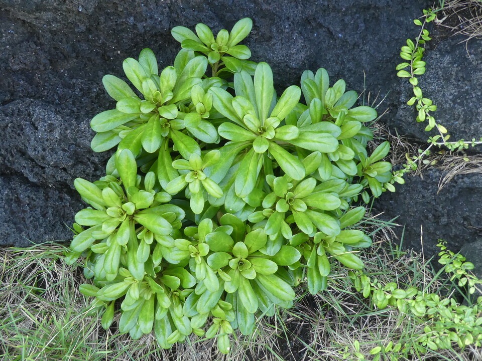 Lysimachia mauritiana - PRIMULACEAE - Indigene Reunion - P1060915.jpg