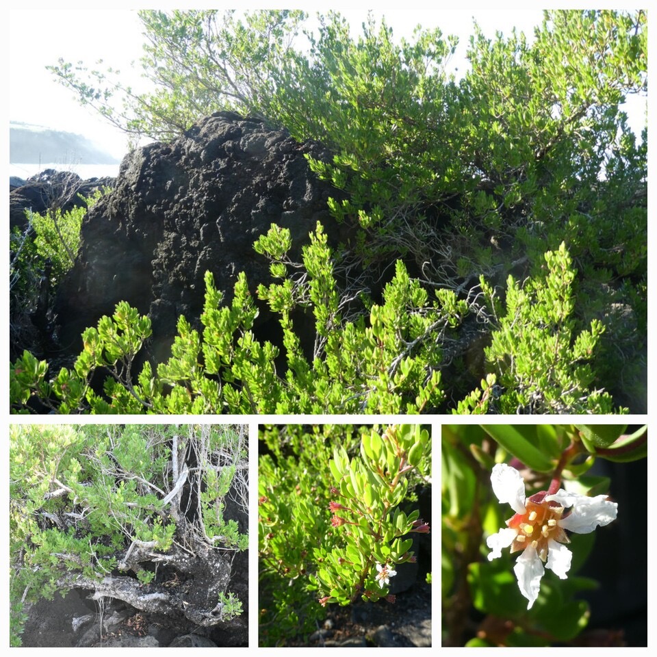 Pemphis acidula - Bois matelot - LYTHRACEAE - Indigene Reunion - 20230628_121800.jpg