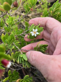 1. Pemphis acidula Bois matelot Lythra ceae Indigène La Réunion.jpeg