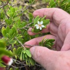 1. Pemphis acidula Bois matelot Lythra ceae Indigène La Réunion.jpeg