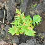 12. Ctenitis maritima Dryopteridaceae Endémique La Réunion.jpeg