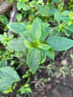 14. ??? Synedrella nodiflora - Ø - Asteraceae - Exotique.jpeg