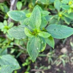 14. ??? Synedrella nodiflora - Ø - Asteraceae - Exotique.jpeg