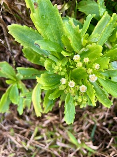 4. Psiadia retusa La salieère Asteraceae Endémique La Réunion.jpeg