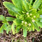 4. Psiadia retusa La salieère Asteraceae Endémique La Réunion.jpeg