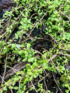 5. Lycium mascarenense Souveraine de mer Solanaceae Indigène La Réunion.jpeg