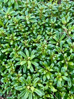 5. Lysimachia mauritiana Lysimaque Primu laceae Indigène La Réunion.jpeg