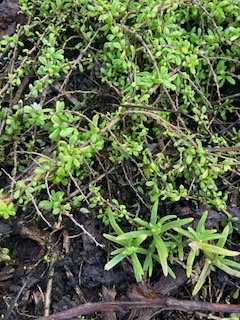 6. Delosperma napiforme Lavangère Aizoaceae Endémique La Réunion En bas à droite.jpeg