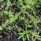 6. Delosperma napiforme Lavangère Aizoaceae Endémique La Réunion En bas à droite.jpeg